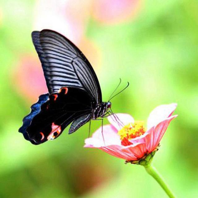 5D Алмазная вышивка Anmial Бабочка Вышивка крестом DIY Алмазная картина Алмазный пейзаж Стразы