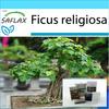 Gift Set - Bonsai - Peepul Tree / Sacred Fig - 100 Seeds - With Gift Box, Card, Label and Potting Substrate - Ficus Religiosa