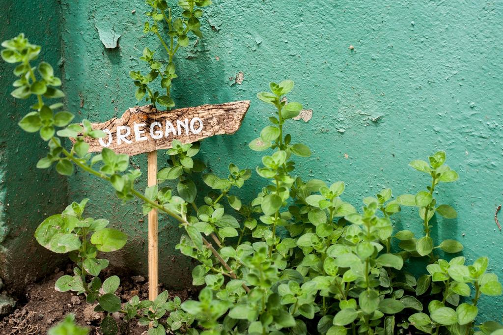 SAFLAX Garden in the Bag - Органический - Орегано - 1500 семян - С субстратом в подходящем мешке - Origanum heracleoticum