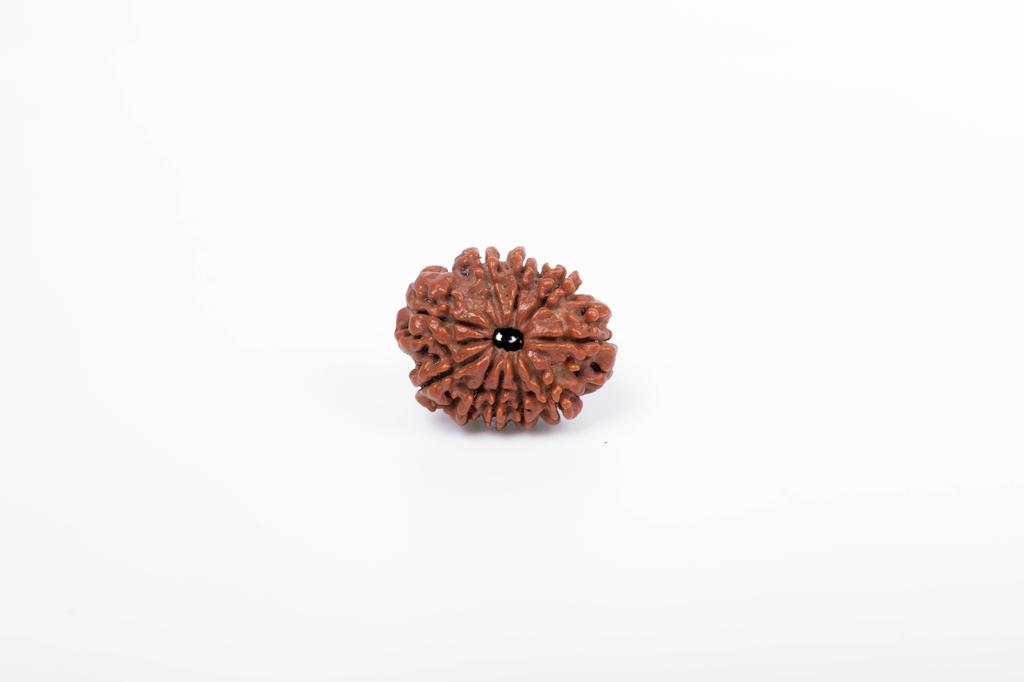 Natural 10 Mukhi Rudraksha Bead – Nepali Origin | Energized Bead for Spiritual Strength, Shielding & Divine Blessings | Organic & Lab Certified