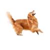 J543 #Симпатичная наклейка для собаки на автомобиль, виниловая наклейка, водонепроницаемые декоративные наклейки для автомобиля