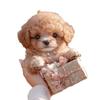 Fashion Plush Robot Puppy Walking Barking Simulated Puppy Interactive Tail Wagging Walking Dog Toy Chilren
