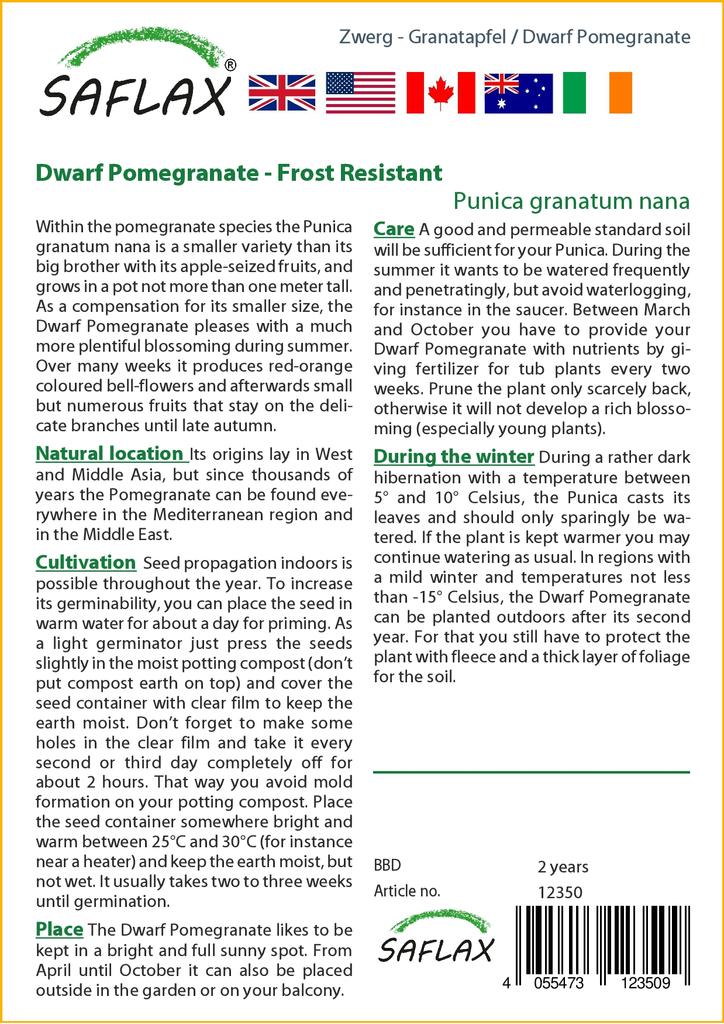 SAFLAX Карликовый гранат - 50 семян - С горшечным субстратом для лучшего выращивания - Punica granatum nana