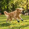 4PCS Breathable Non-slip Dog Shoes Waterproof Pet Paw Protector Soft Pet Knitted Socks  Walking