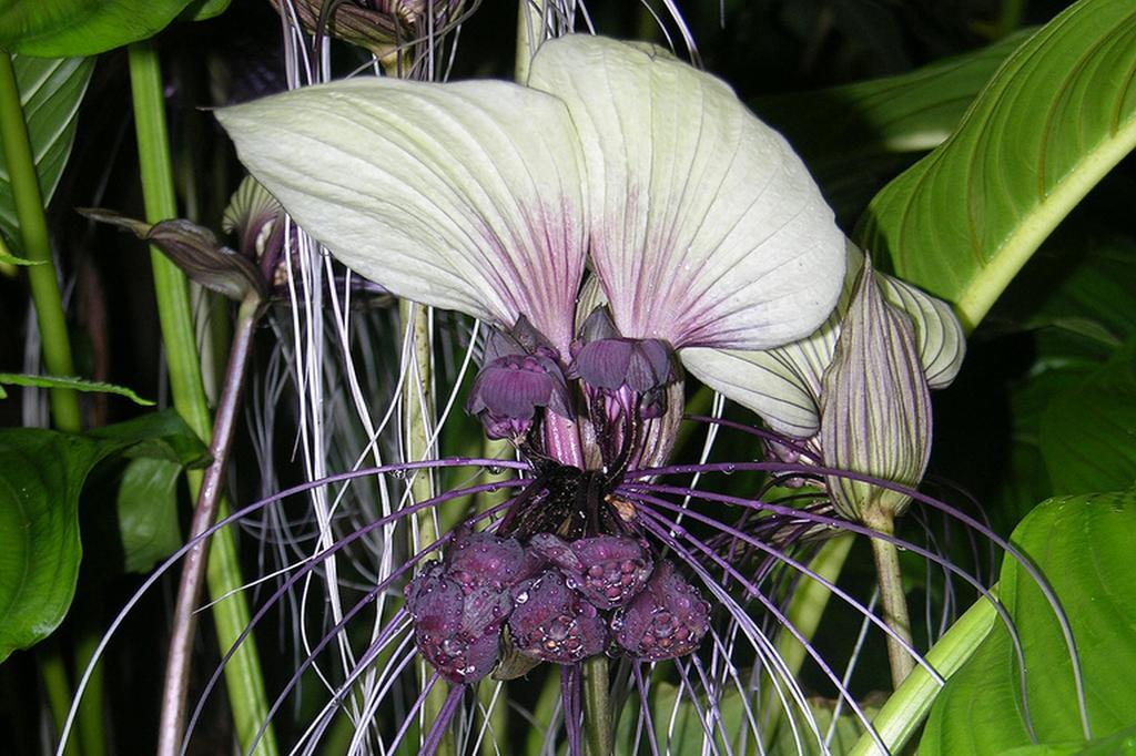 SAFLAX Белый цветок летучей мыши - Tacca integrifolia, 10 семян.