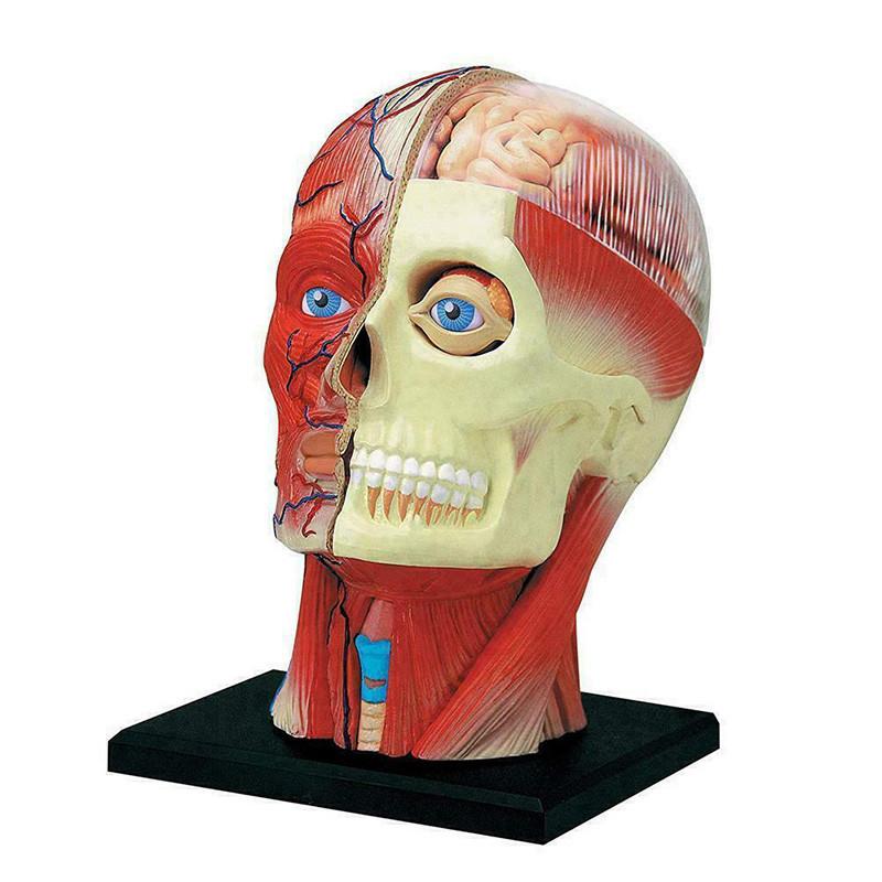 Высококачественная модель человеческого черепа с мозгом для точного медицинского и школьного образования