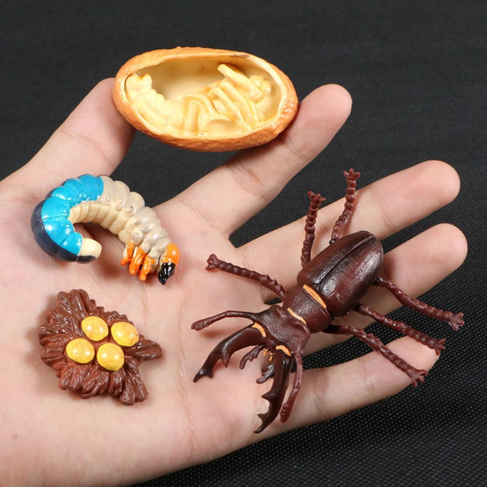 Cycle Plastic Models Life Cycle Figurine Simulation Animals Action Figures Growth Cycle Model