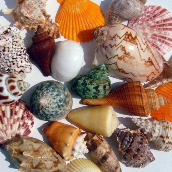 1 Bag Natural Seashells Mixed Ocean Shells Starfish Conch Various Sizes Seashells Set for DIY Crafts Beach Theme Party Fish Tank Filling