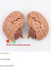 1:1 Scale Right Hemisphere Brain Model - Neocortical Structure & Functional Areas for Medical Education