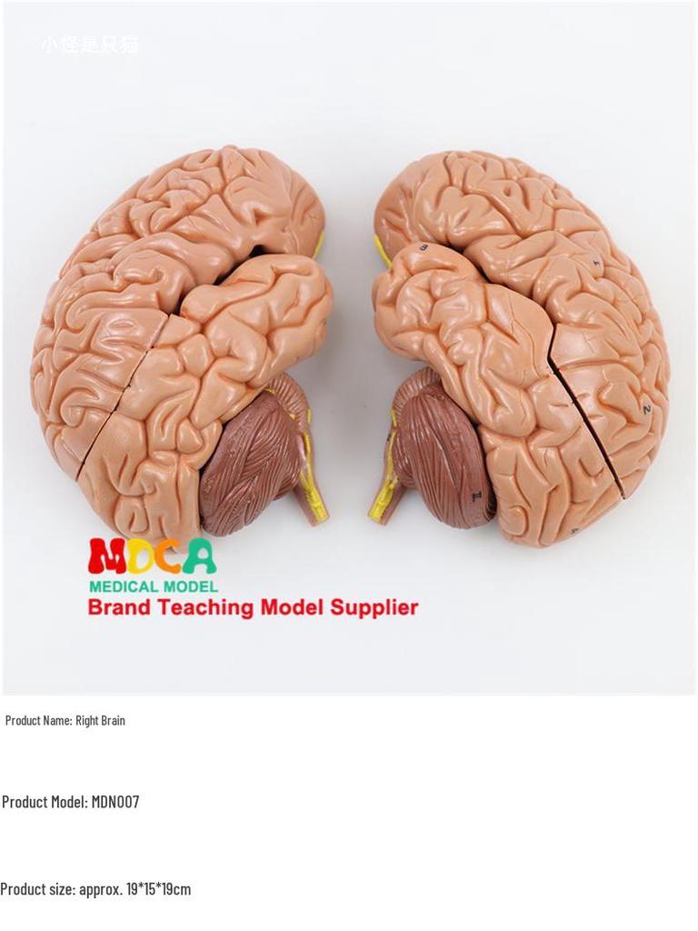 1:1 Scale Right Hemisphere Brain Model - Neocortical Structure & Functional Areas for Medical Education