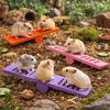 Plastic Small Animal Toys Colorful Rodents Seesaw Pet Exercise Toy Pet Cage Toy  Cage Environment