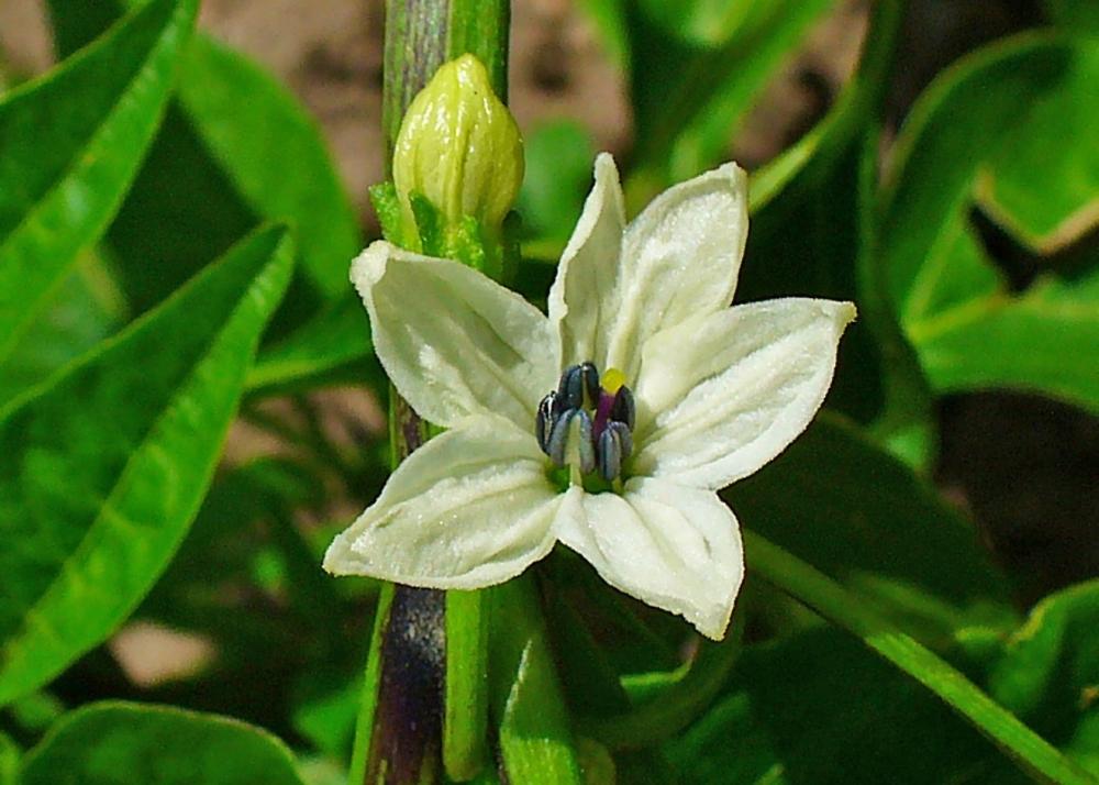 SAFLAX Garden in the Bag - Чили - Кайенский перец - 20 семян - С субстратом в подходящем пакете - Capsicum annum