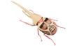 Free Research Series TV Anime On Edition Hercules Beetle Colossal Titan Specification Plastic Model No.262 "Attack Titan"