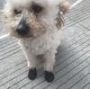 4Pcs Pet Dog Rubber Waterproof Shoe Cover Pet Socks Foot Cover Non Slip Outdoor Puppies Rain Shoes Pet Paw Protectors