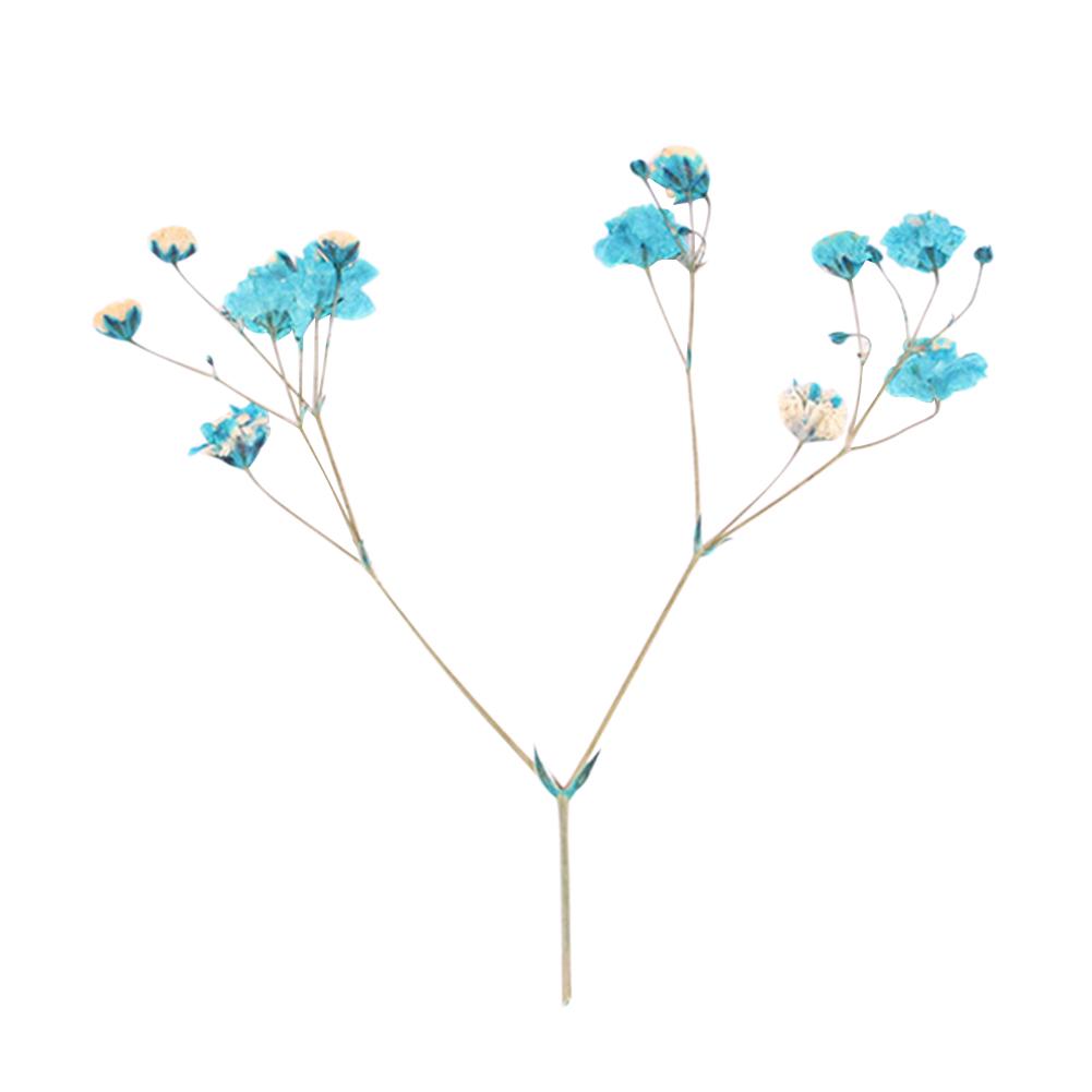 Сушёные цветы для рукоделия 12шт