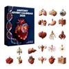 Anatomy Advent Calendar 24 Days Body Parts Countdown Calendar Gift Box with 24 Miniature Organ Acrylic Hanging Ornament Doctors Anatomy Lovers Gift