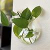 Transparent Wall Hanging Vase Semi-circular Hydroponics Vase Fish Tanks Potted Plant Flower Pot Wall Decoration Office