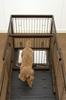 Richell Wooden Sliding Pet Playpen with Divider, Dark Brown, Regular