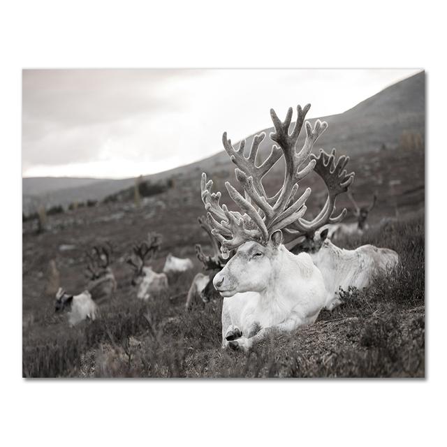 Скандинавский постер и принт, зимний природный пейзаж, холст, картина, пиво, олень, животное, настенная картина, скандинавский стиль, домашний декор, без рамки