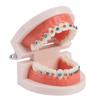 Зубоврачебная ортодонтическая модель зубов с учебным оборудованием школы металлических брекетов