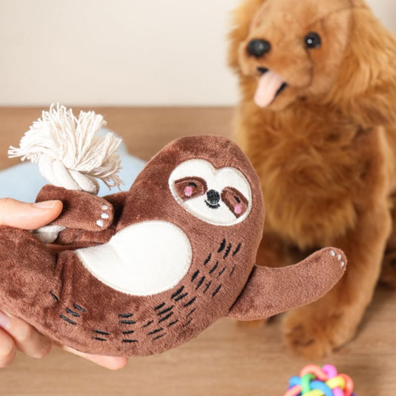 [Домашнее животное] Ленивец Ленивец