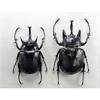 BACALYSO | Фигурка жука-слона Nirvana Acteon, Украшение на холодильник, Магнитная, Реалистичная, Для взрослых, Иллюстрированная, Насекомое, Жук, Смола, Подходит для взрослых