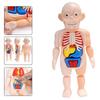 1 Pcs Model Furnishing Articles Toy Model Of Human Organs Human Organs Early Education Model Organ Assembled Toys DIY Assembly Plastic Kids Toy
