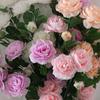 Simulated Flower Silk Peony Realistic Fake Flowers Artificial Flower Stems Decorative Silk Branches DIY Arrangements