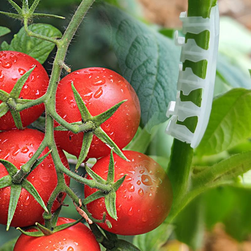 Клипсы для поддержки томатных растений: Зажим-шип, препятствующий изгибу, для укрепления саженцев и веток