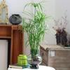 Hydroponic Lucky Bamboo and Aquatic Grass for Fish Tanks and Ponds