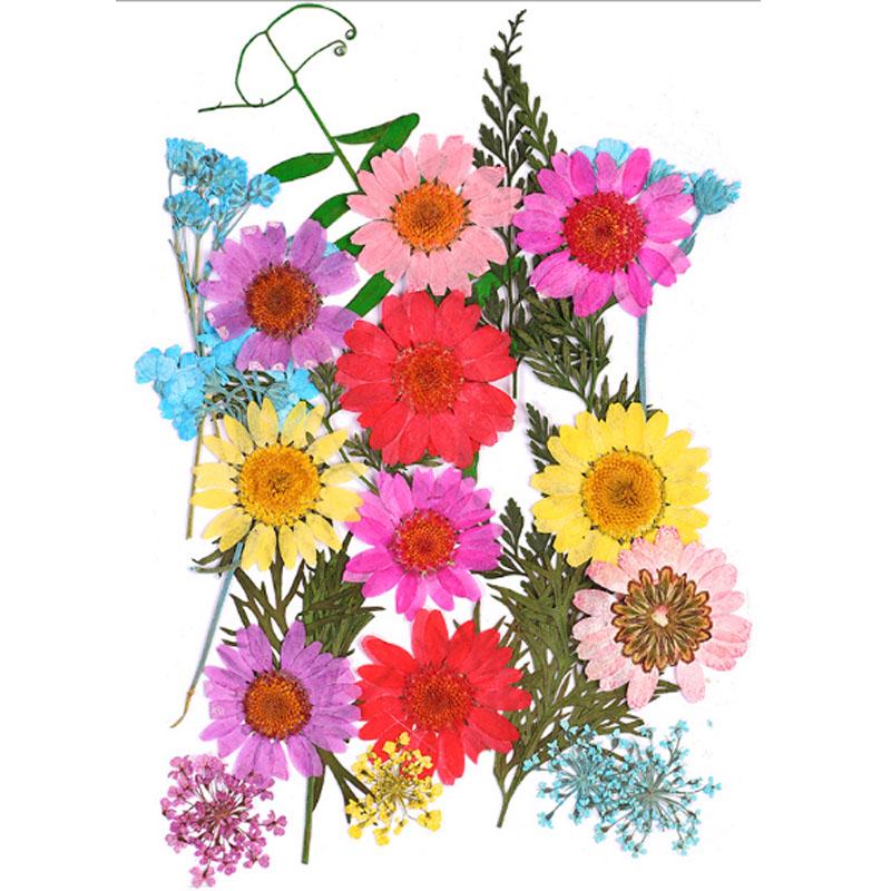 Популярные маленькие 25 шт./пакет, высокое качество, украшение для дома, сушеные цветы, прессованные цветы, консервированные цветы, сделай сам, мини-цветы ручной работы