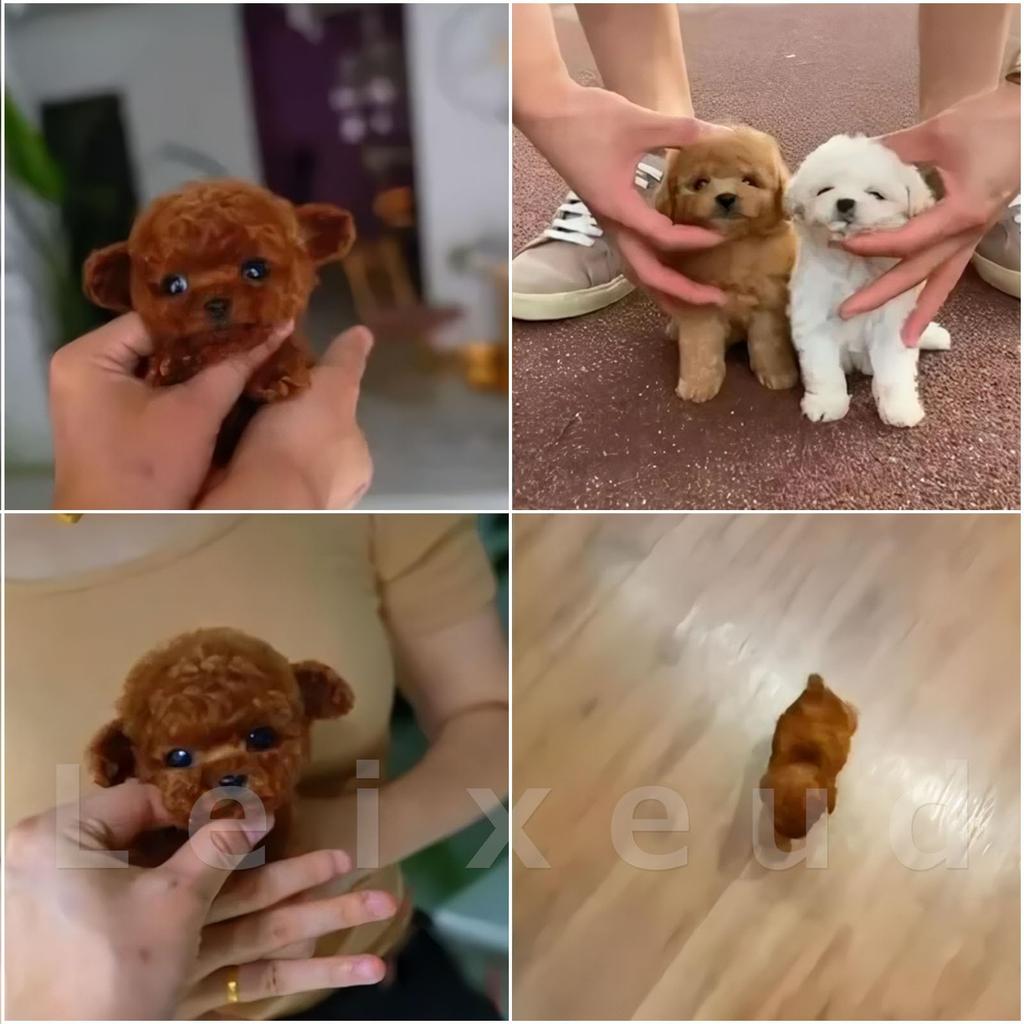 Питомец-робот в форме щенка, реалистично выглядящий щенок с распознаванием эмоций, имитацией голоса животного, голосовым управлением, сенсорным управлением, успокаивающий, домашний компаньон-собака,