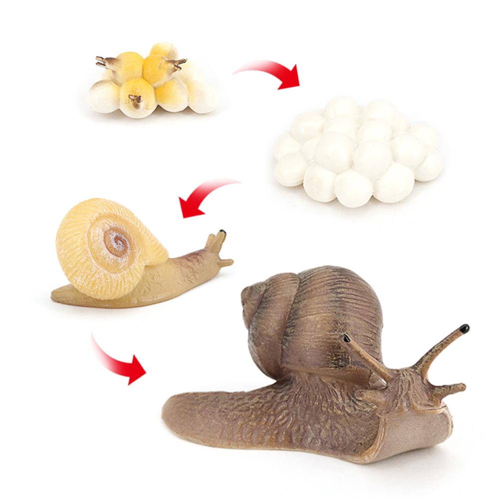 Kids Cognitive Snail Growth Cycle Cycle Mantis Figurine Praying Mantis Toy Life Cycle Figures