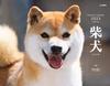 Calendar 2023 Shiba Inu (Month Flip/wall Hanging) (Yamakei Calendar 2023)