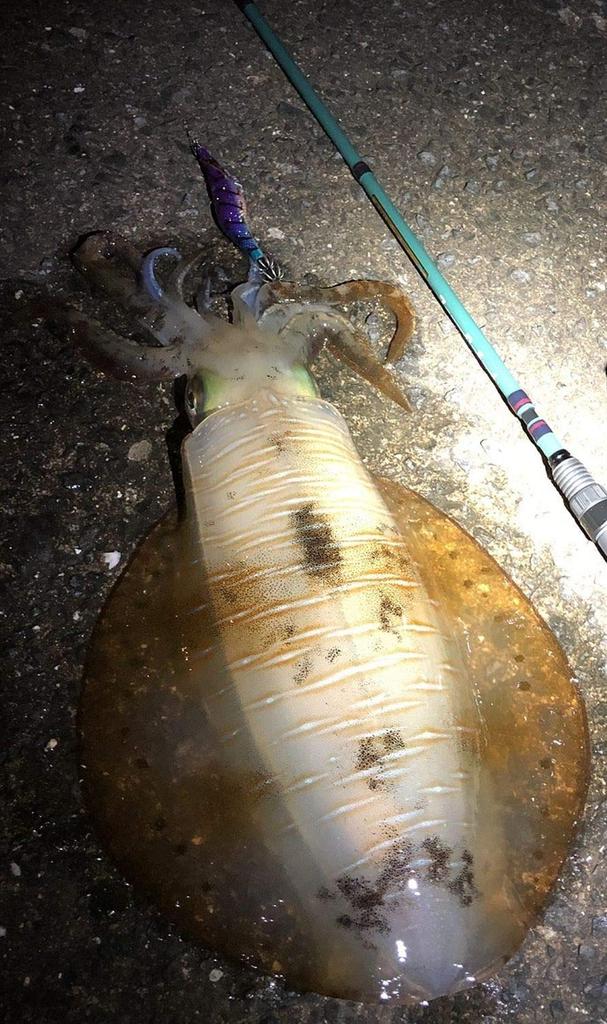 AbuGarcia Pack Rod Spinning Rockfish Egging Trout Black Bass Seabass Rockfish (ZoomSafari) ЗМСС-805М