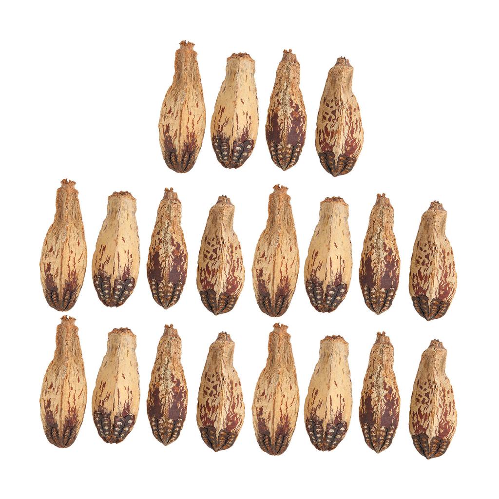 5 Bag Parrot Chew Nuts Relieve Boredom Sharpen Mouth Natural Home Decorative Dried Nut