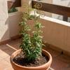 Butterfly Shaped Flower Pot Bracket Strong Load Bearing Vine Climbing Rack  Greenhouse Use