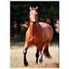 [A2330] - Black & White Canvas 'Passion Chevaux' Brown - 40x60 Cm