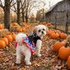 Soft Halloween Pet Cake Dress Comfortable Halloween Party Pet Outfit Pet Skeleton Dress  Cosplay