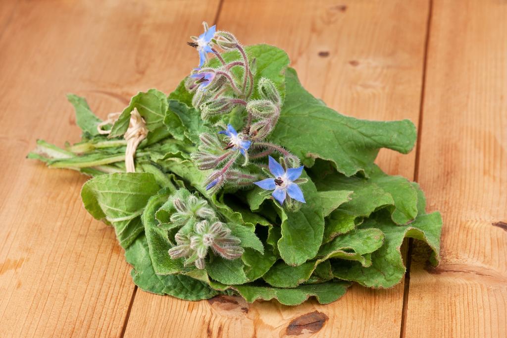 SAFLAX Garden in the Bag - Органический - Бурачник - 40 семян - С субстратом в подходящем стоячем пакете - Borago officinalis