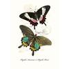Vintage Butterflies poster Vintage Dead Leaf Butterfly Specimen Minimalist Wall  Print Canvas  Posters for Home Decor