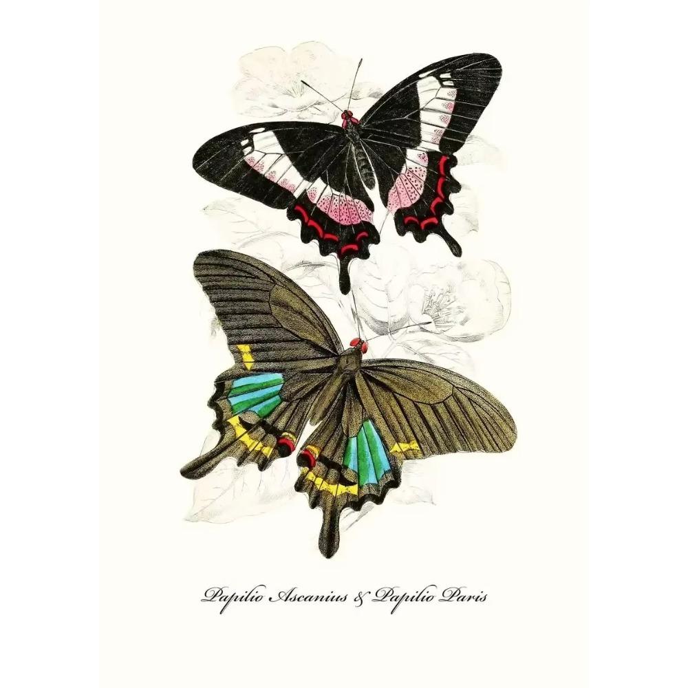 Vintage Butterflies poster Vintage Dead Leaf Butterfly Specimen Minimalist Wall  Print Canvas  Posters for Home Decor