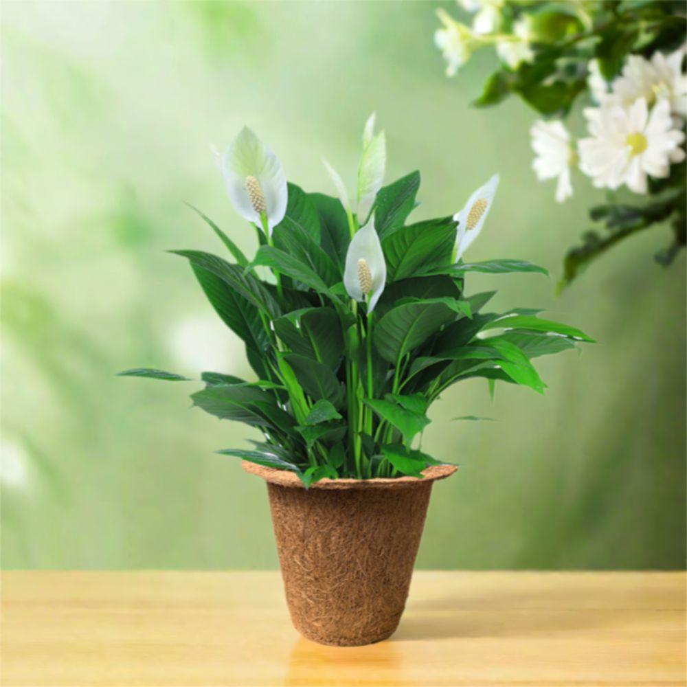 3pcs Biodegradable Nursery Pots Natural Plant Containers Pots Plant Seedling Cups  Garden Supplies