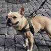 Dog Daywalk L-shaped Harness Leash Set, Khaki