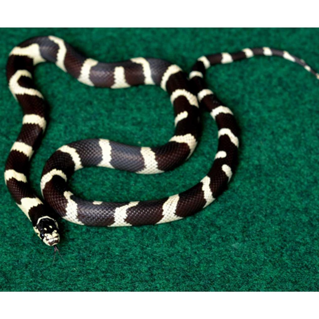 Terrarium Substrate 30x30cm Fiber Carpet Mat Urine Absorbing