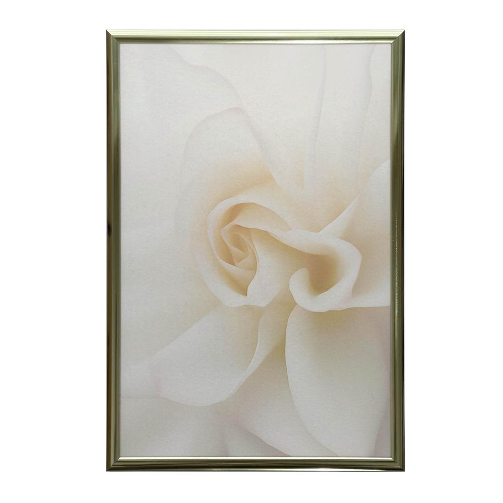 Eteryczna Białość Róży Eteryczna Białość Róży, 40X50 Cm, Rama Aluminiowa Złota, Papier Matowy 230 Gsm