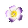 Frangipani Flower Hair Clip Plastic Girls Duckbill Clip Sweet Gradient Flower Hairpins  Streetwear