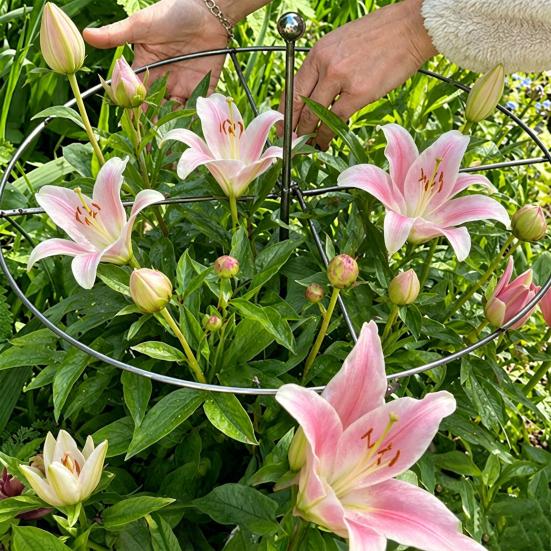 Peony Cage, Plant Support Cage with Four Legs, Heavy-Duty Metal Plant Support Ring for Roses Tomatoes Cucumbers Hydrangeas