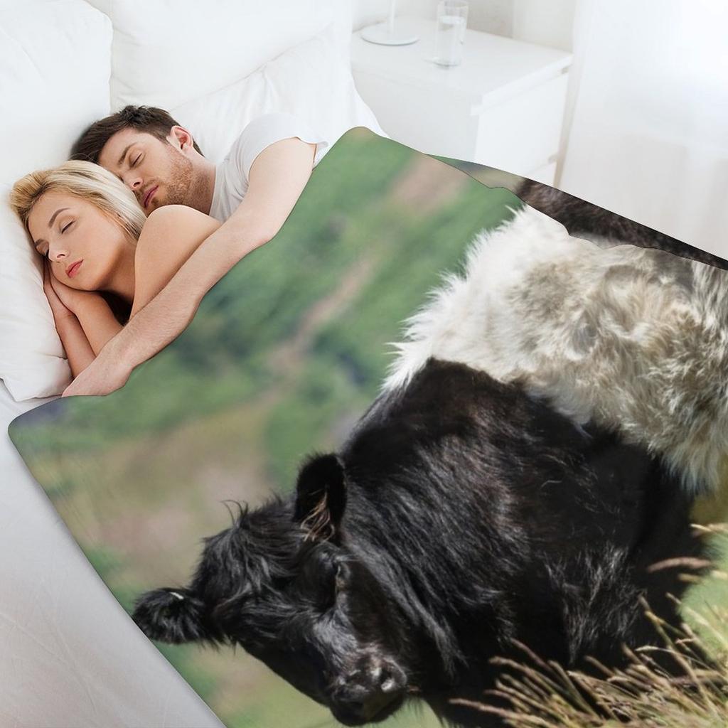 Belted Galloway Cow Throw Blanket Fashion Sofas Soft Big Extra Large Throw decorative Blankets