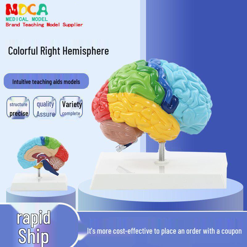 1:1 Scale Right Hemisphere Brain Model - Neocortical Structure & Functional Areas for Medical Education